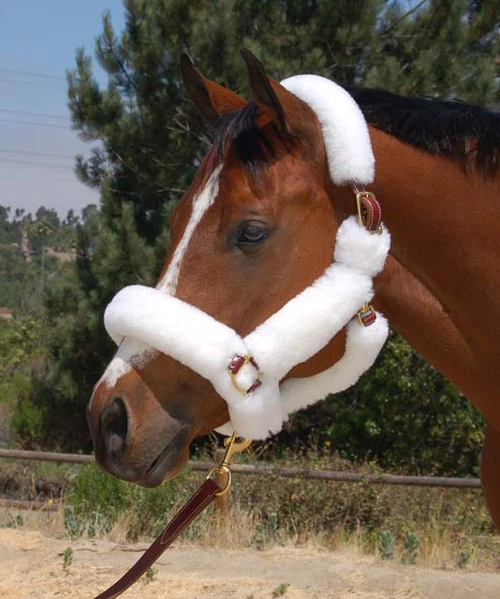 Mary's Walsh Shipping Halter With Solid Brass Hardware 1 Mary's Walsh Shipping Halter With Solid Brass Hardware