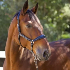 Halter Ego Copenhagen Navy Patent Halter 7 Halter Ego Copenhagen Navy Patent Halter -Horse Set Sales Store copenhagen navy halter nv.pt navy side halter ego 41538.1682560513