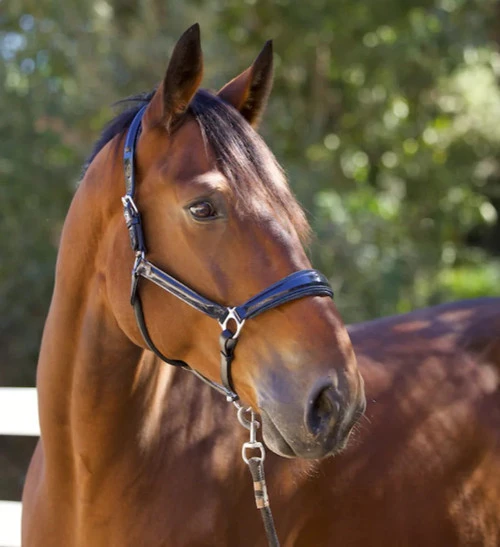 Halter Ego Copenhagen Navy Patent Halter 3 Halter Ego Copenhagen Navy Patent Halter - Image 3