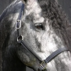 Red Barn Tina Halter 5 Red Barn Tina Halter -Horse Set Sales Store kl select s red barn tina black leather halter 1 73074 82751.1682797174