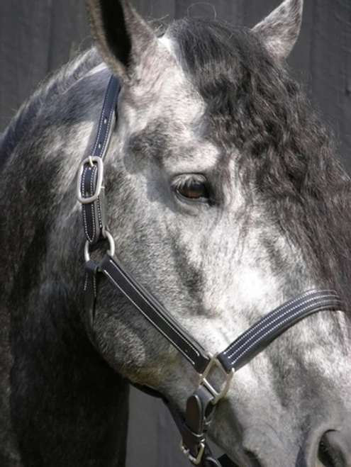 Red Barn Tina Halter 3 Red Barn Tina Halter - Image 3
