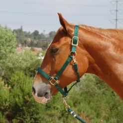 Mary's Walsh Nylon Halter -Horse Set Sales Store mary s nylon halter 5 66151 74448.1684342692