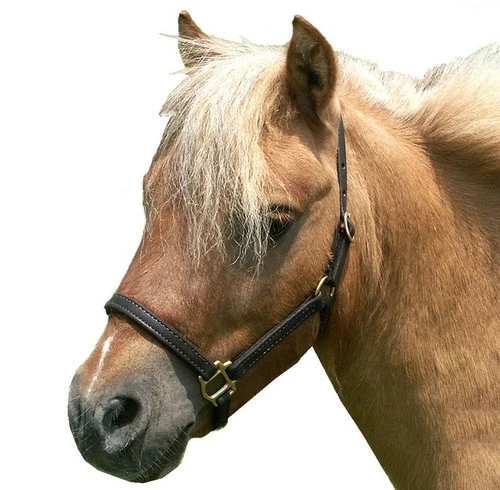 Mini Horse Leather Stable Halter 1 Mini Horse Leather Stable Halter