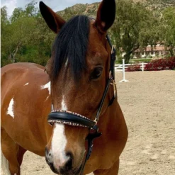 Halter Ego Safari Halter 11 Halter Ego Safari Halter -Horse Set Sales Store safari halter blk lprd front halter ego 27053.1682538591