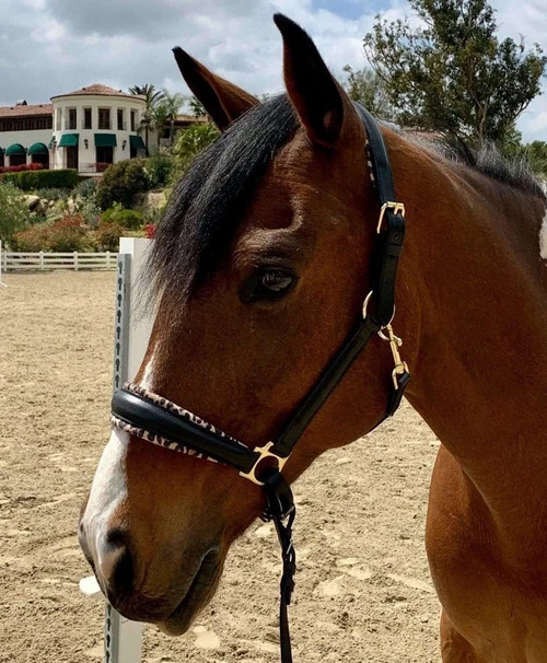 Halter Ego Safari Halter 1 Halter Ego Safari Halter