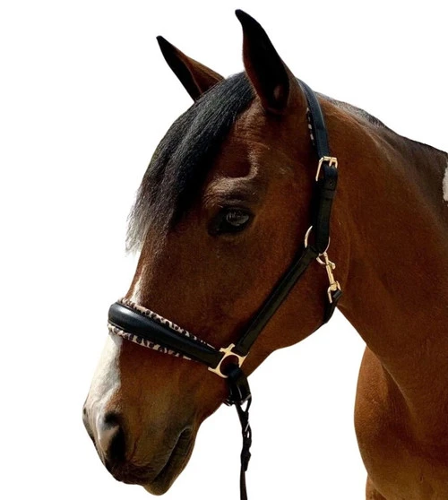 Halter Ego Safari Halter 5 Halter Ego Safari Halter - Image 5