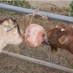 Himalayan Rock Salt On Rope 9 Himalayan Rock Salt On Rope -Horse Set Sales Store saltandgoats 94051 82454.1527299805