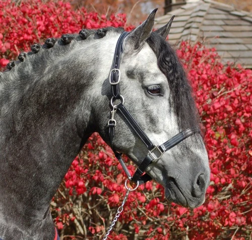 Red Barn Tina Halter 1 Red Barn Tina Halter